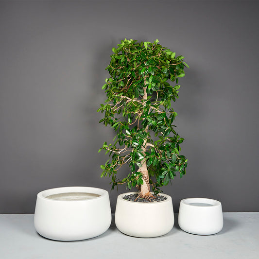 Short Hayden Tapered Round Planter