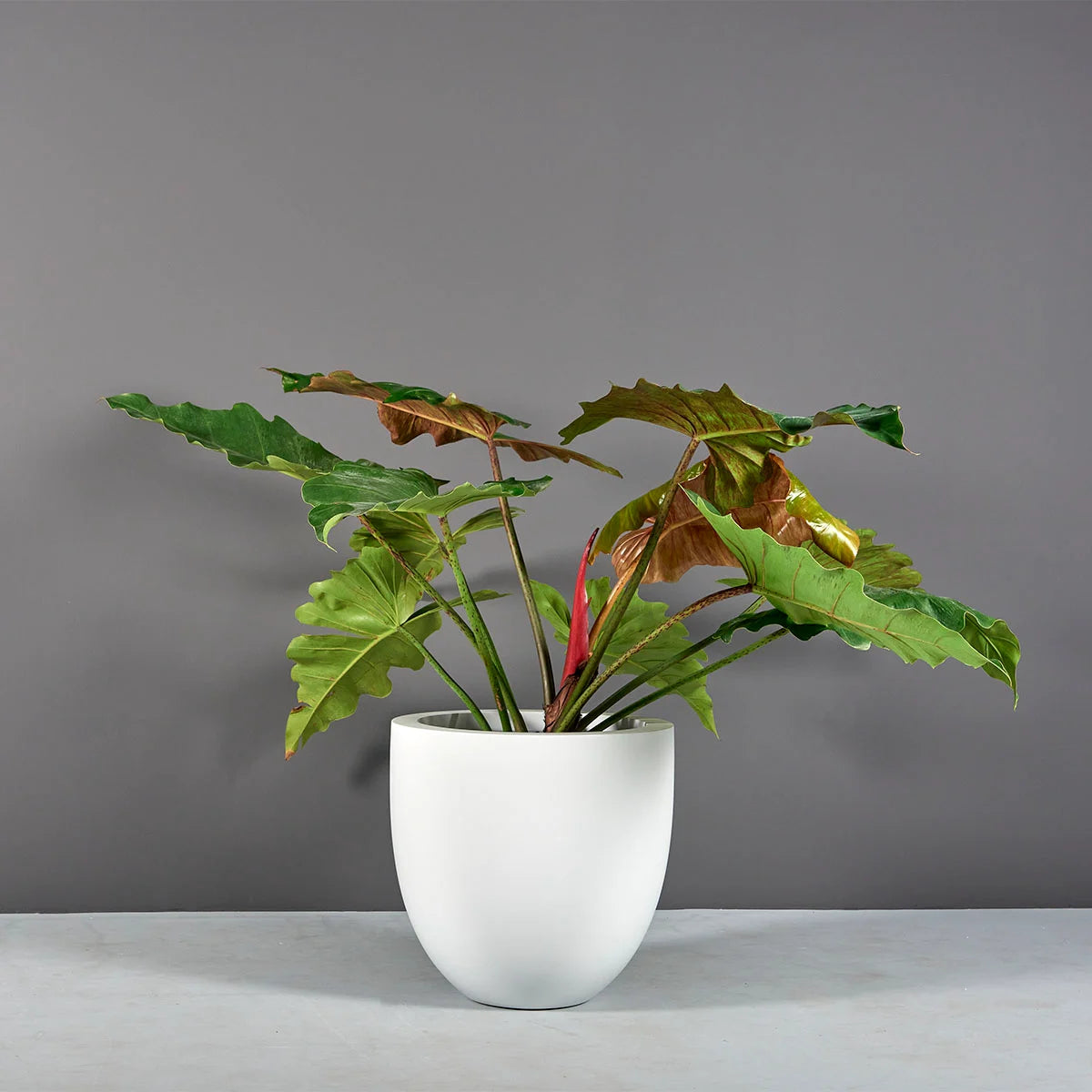 Alzira Bowl Planter
