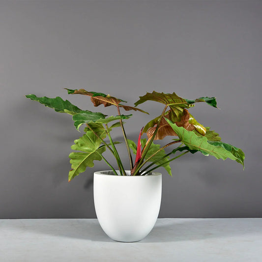 Alzira Bowl Planter