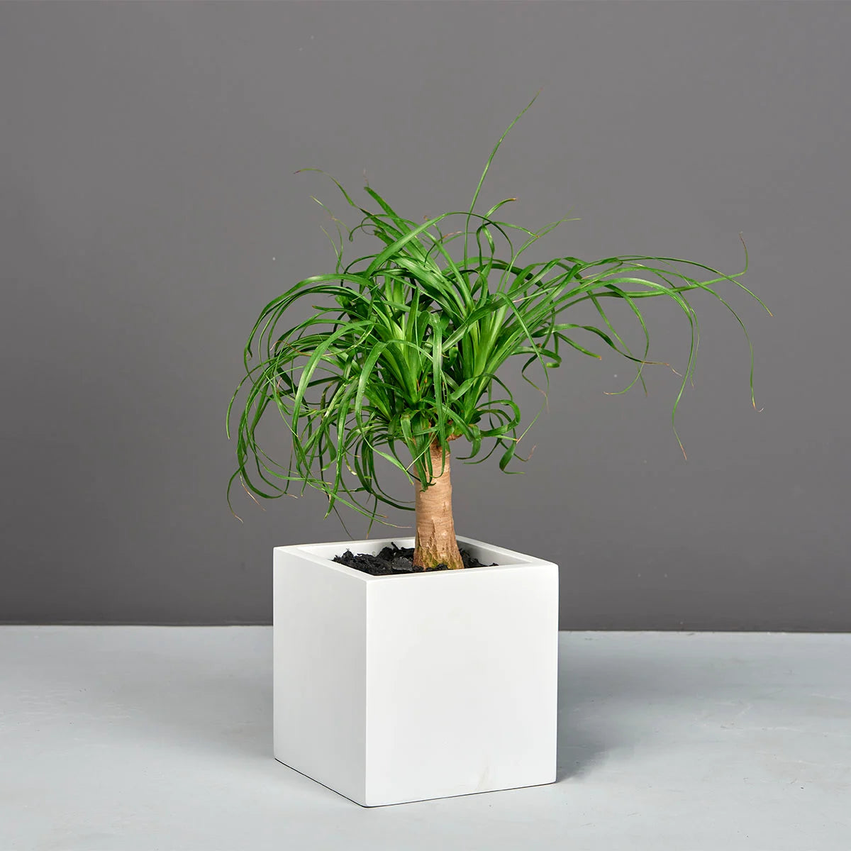 Monaco Cube Planter