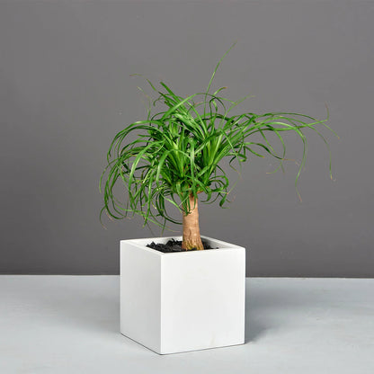 Monaco Cube Planter
