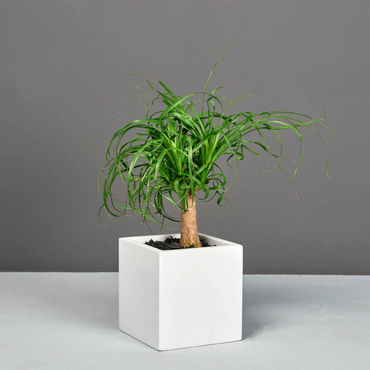 Monaco Cube Planter