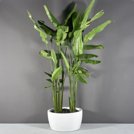 Casablanca Bowl Planter