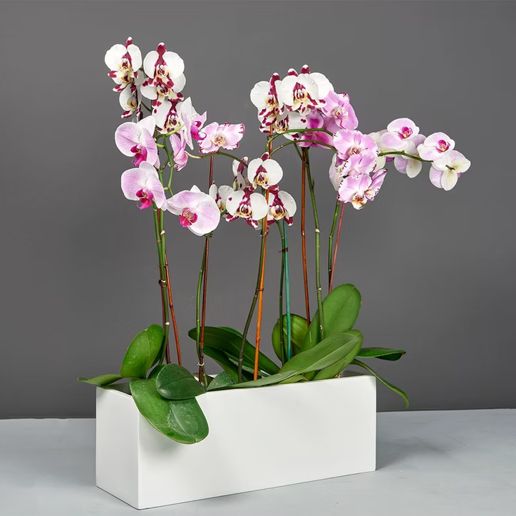 Tupelo Rectangle Tabletop Planter